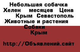 Небольшая собачка Хелен. 6 месяцев › Цена ­ 1 - Крым, Севастополь Животные и растения » Собаки   . Крым